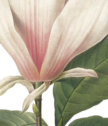 magnolia closeup