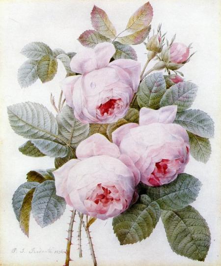 The Botanical Prints of Pierre-Joseph Redouté (1759-1840) « Jane ...