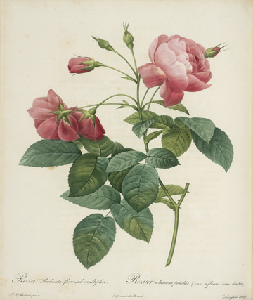 Rosa gallica_maheka from Redoute's Les Roses 1817-1824 Huntington Library