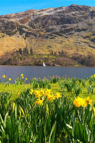 william wordsworth daffodils poem. Lake District daffodils